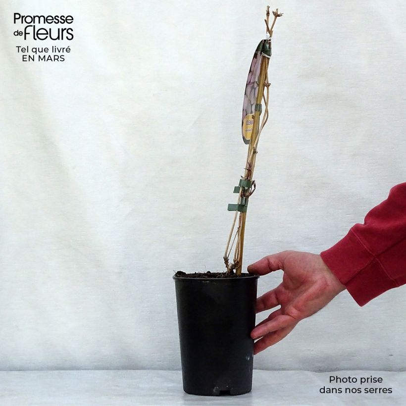 Amostra de Clematis montana Rubens Vaso de 1,5 L/2 L tal como entregue no inverno