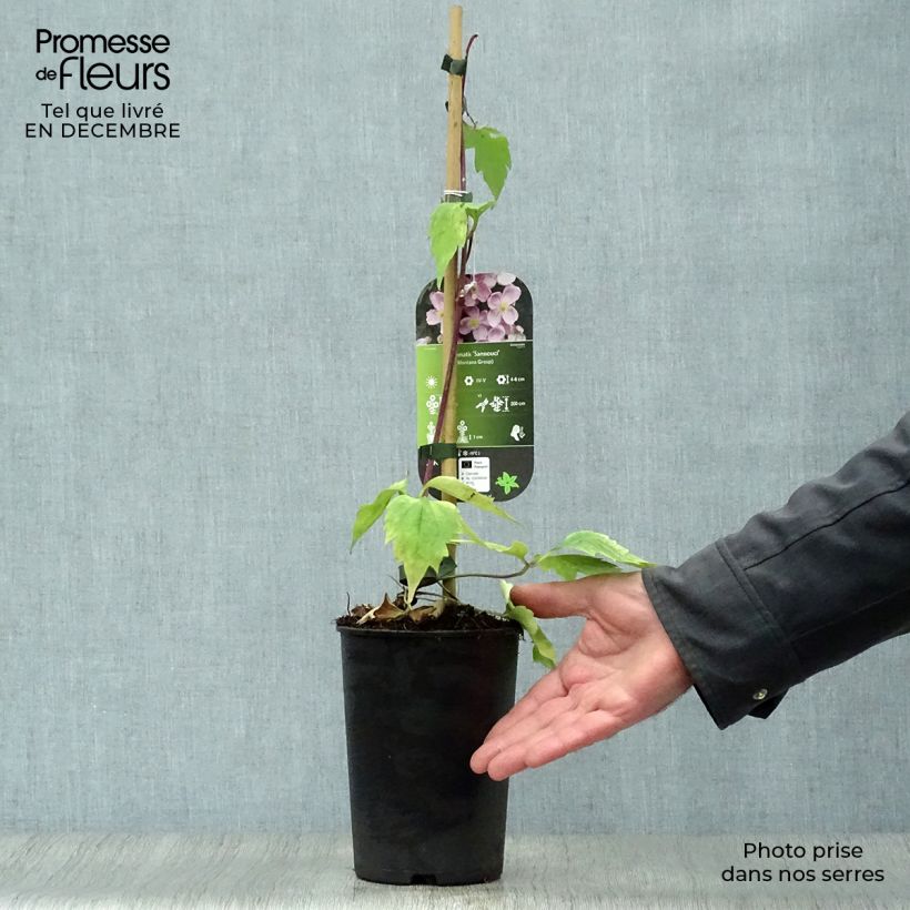 Amostra de Clematis montana Sans Soucis Vaso de 2 L/3 L tal como entregue no inverno