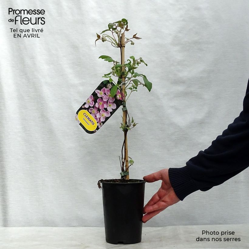 Amostra de Clematis montana Sans Soucis Vaso de 2 L/3 L tal como entregue na primavera