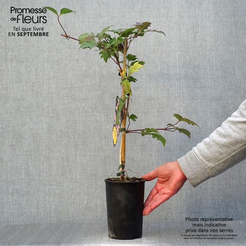 Amostra de Clematis montana Sans Soucis Vaso de 2 L/3 L tal como entregue no outono