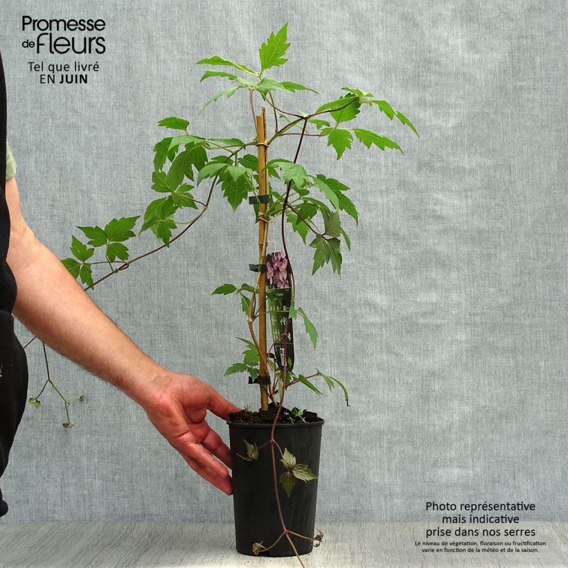 Amostra de Clematis montana Sans Soucis Vaso de 2 L/3 L tal como entregue no verão