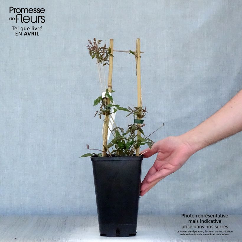 Amostra de Clematis montana Spooneri Vaso de 2 L/3 L tal como entregue na primavera