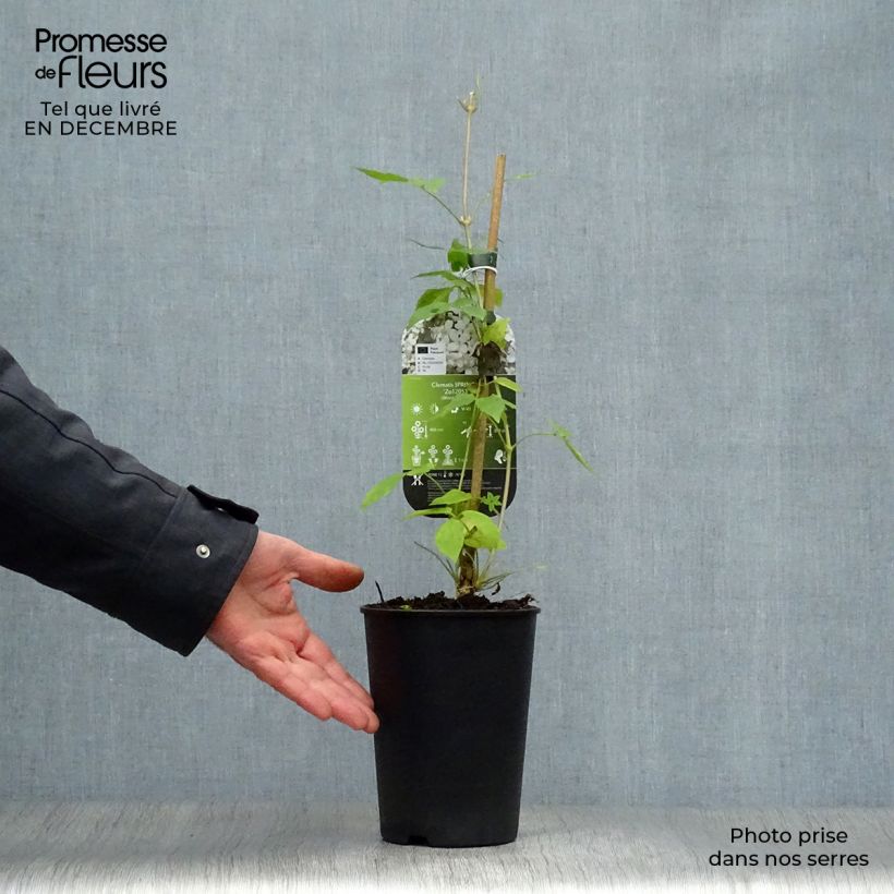 Amostra de Clématite - Clematis montana Spring Joy Vaso de 2 L/3 L tal como entregue no inverno