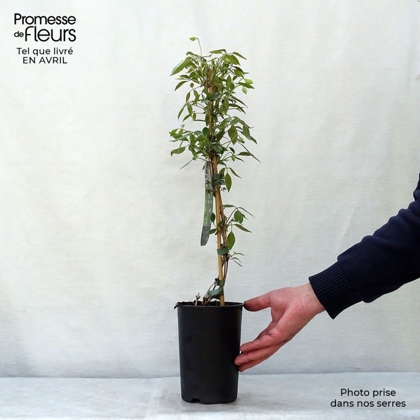 Amostra de Clematis montana Spring Joy Vaso de 2 L/3 L tal como entregue na primavera