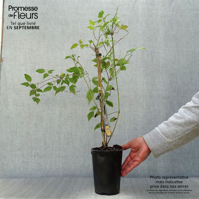 Amostra de Clematis montana Spring Joy Vaso de 2 L/3 L tal como entregue no outono