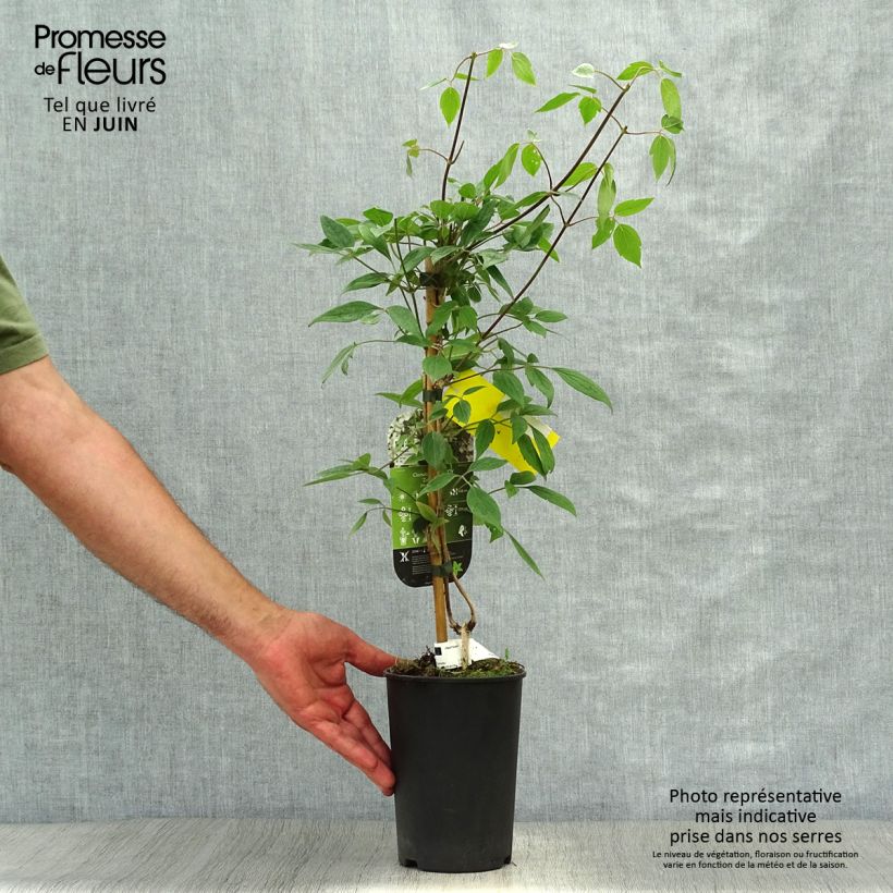 Amostra de Clematis montana Spring Joy Vaso de 2 L/3 L tal como entregue no verão