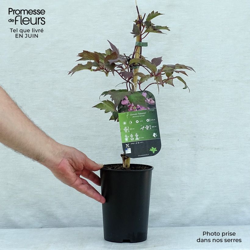 Amostra de Clematis montana Tetrarose Vaso de 2 L/3 L tal como entregue no verão