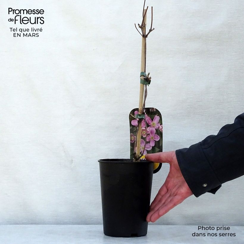 Amostra de Clematis montana Tetrarose Vaso de 2 L/3 L tal como entregue na primavera