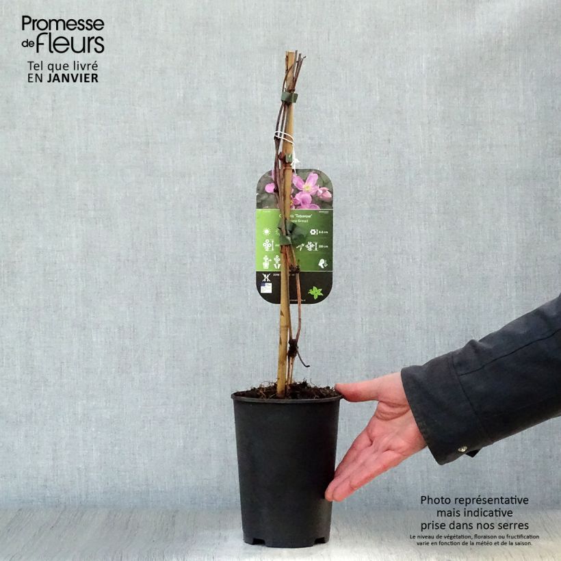 Amostra de Clématite - Clematis montana Tetrarose Vaso de 2 L/3 L tal como entregue no inverno