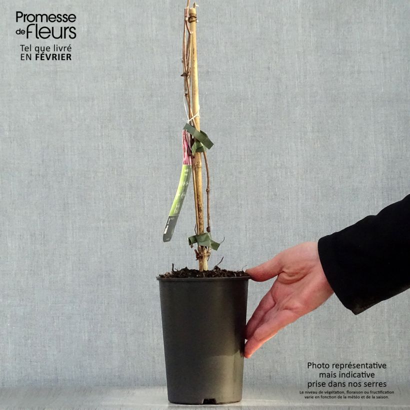 Amostra de Clématite - Clematis montana Van Gogh Vaso de 2 L/3 L tal como entregue no inverno