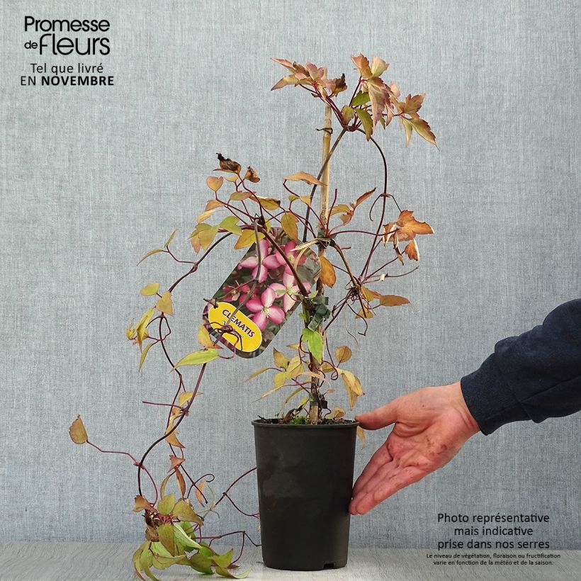 Amostra de Clematis montana Van Gogh - Clematite trepadeira vigorosa Vaso de 2 L/3 L tal como entregue no outono