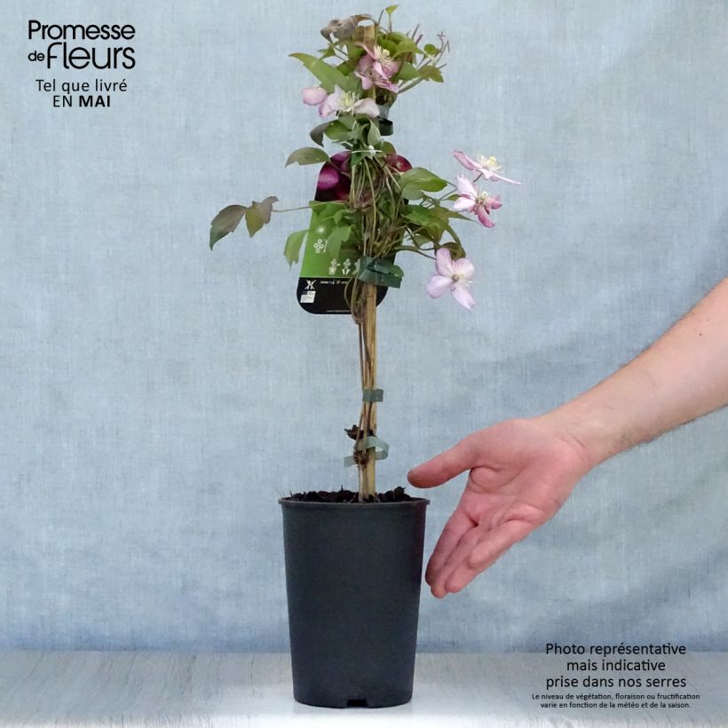 Amostra de Clematis montana Van Gogh Vaso de 2 L/3 L tal como entregue na primavera