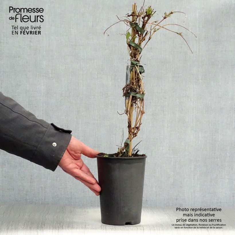 Amostra de Clématite - Clematis montana Wilsonii Vaso de 2 L/3 L tal como entregue no inverno