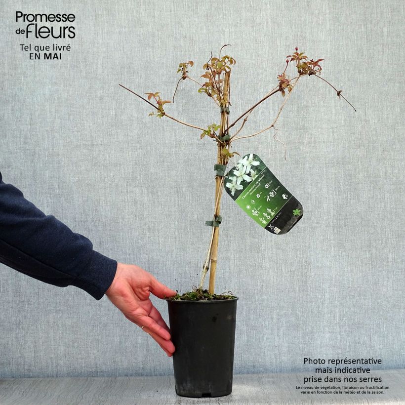 Amostra de Clematis montana Wilsonii Vaso de 2 L/3 L tal como entregue na primavera