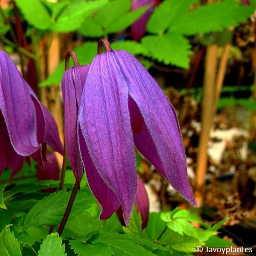 Clematis Tage Lundell (Floração)