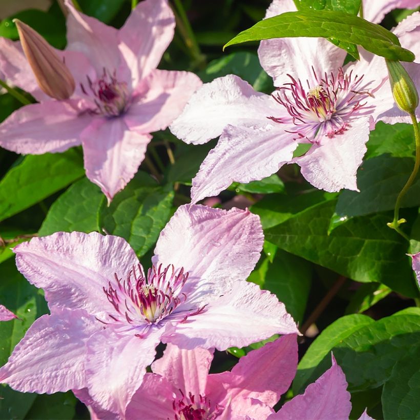Clematis Mandy (Floração)