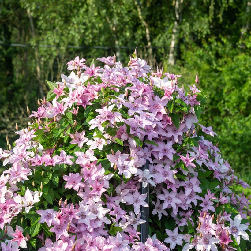 Clematis Mandy (Hábito)