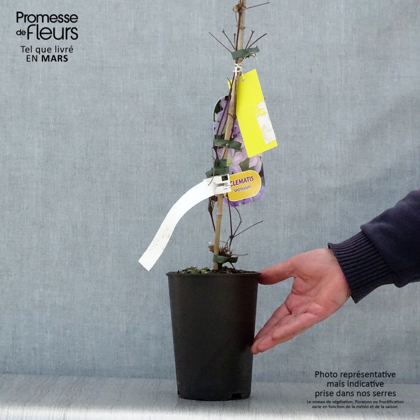 Amostra de Clematis Spotlight Vaso de 2 L/3 L tal como entregue na primavera