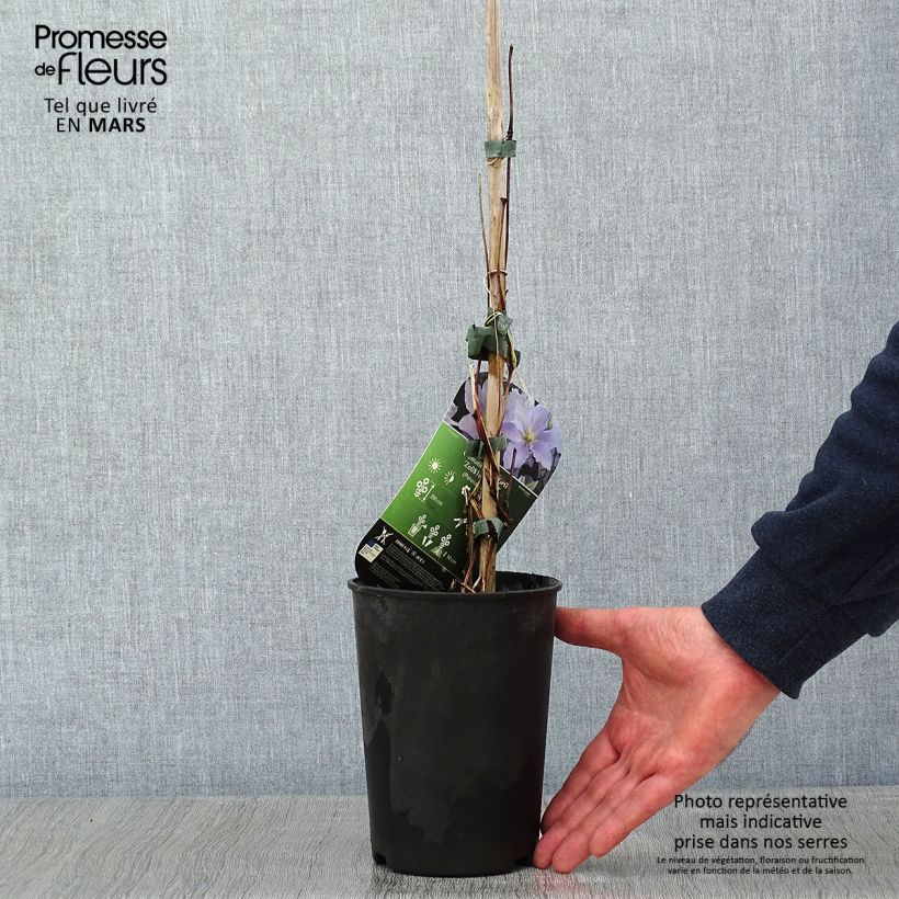 Amostra de Clématite - Clematis patens Spotlight Pot de 2L/3L tal como entregue no inverno