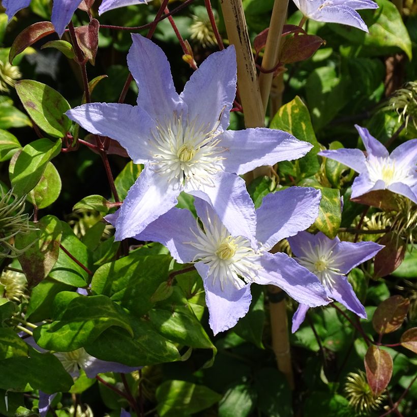 Clematis Spotlight (Hábito)