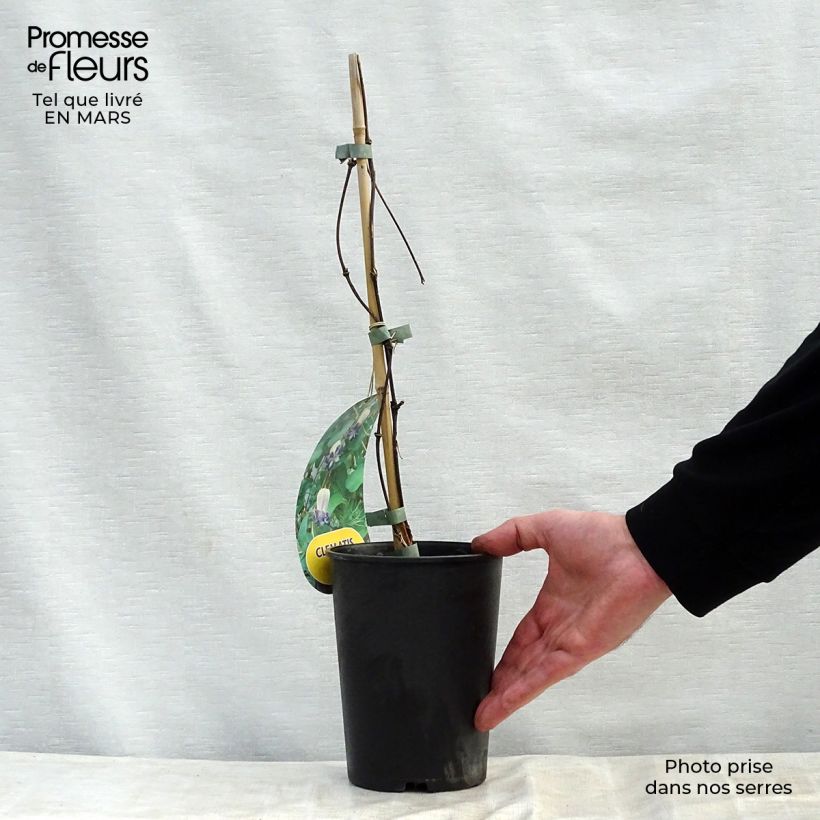 Amostra de Clematis viorna Pitcheri Vaso de 2 L/3 L tal como entregue na primavera