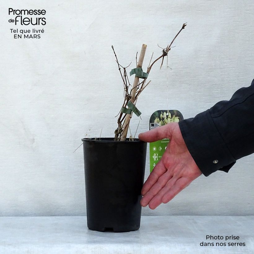 Amostra de Clematis rehderiana Vaso de 2 L/3 L tal como entregue na primavera