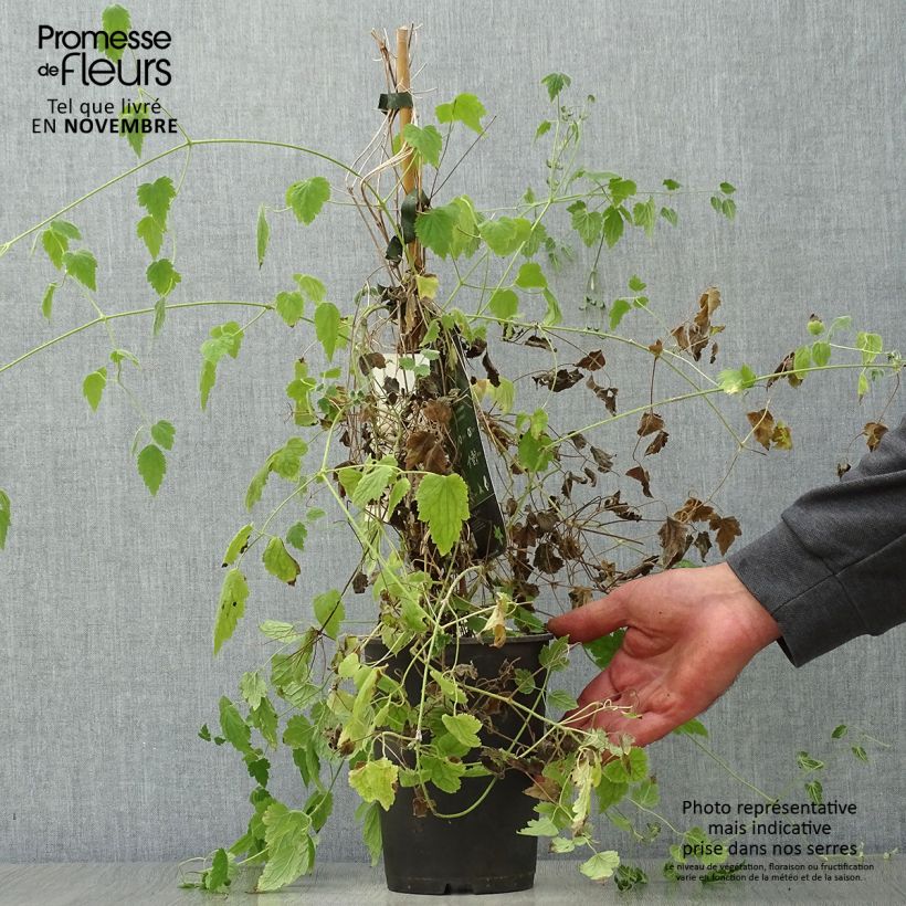 Amostra de Clematis rehderiana Vaso de 2 L/3 L tal como entregue no outono