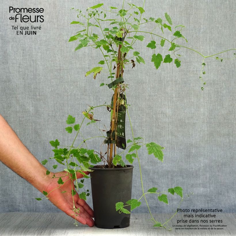 Amostra de Clematis rehderiana Vaso de 2 L/3 L tal como entregue no verão