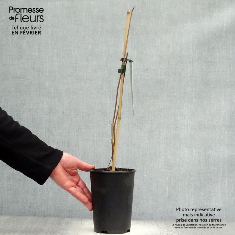 Amostra de Clématite - Clematis stans Vaso de 2 L/3 L tal como entregue no inverno