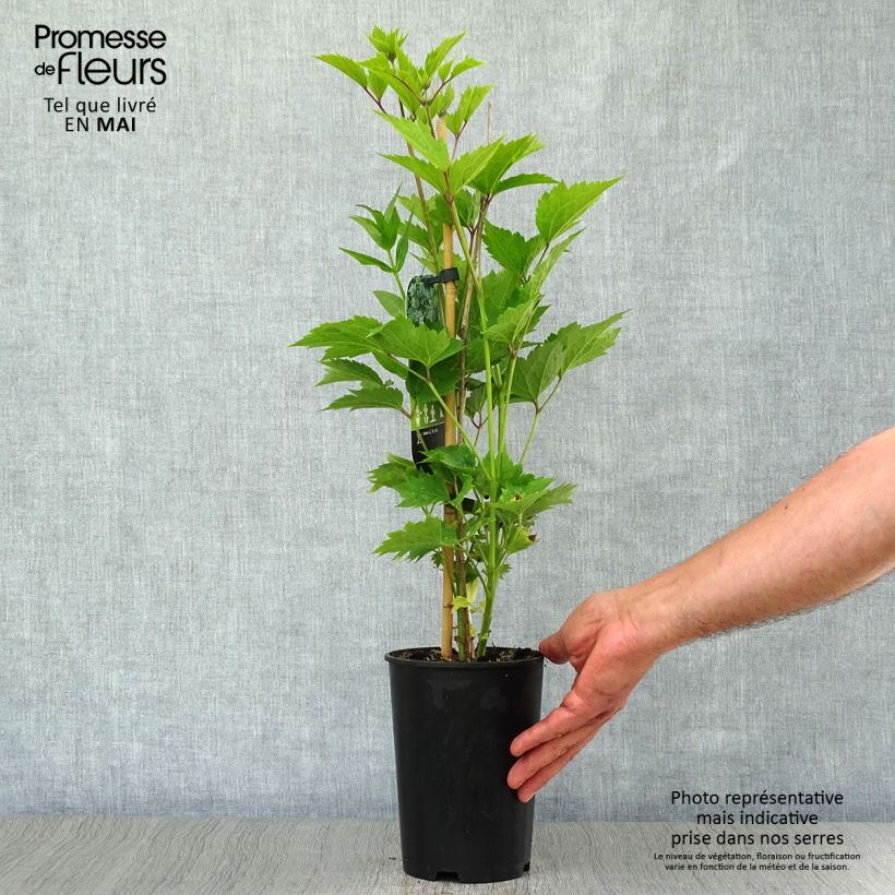 Amostra de Clematis stans Vaso de 2 L/3 L tal como entregue na primavera