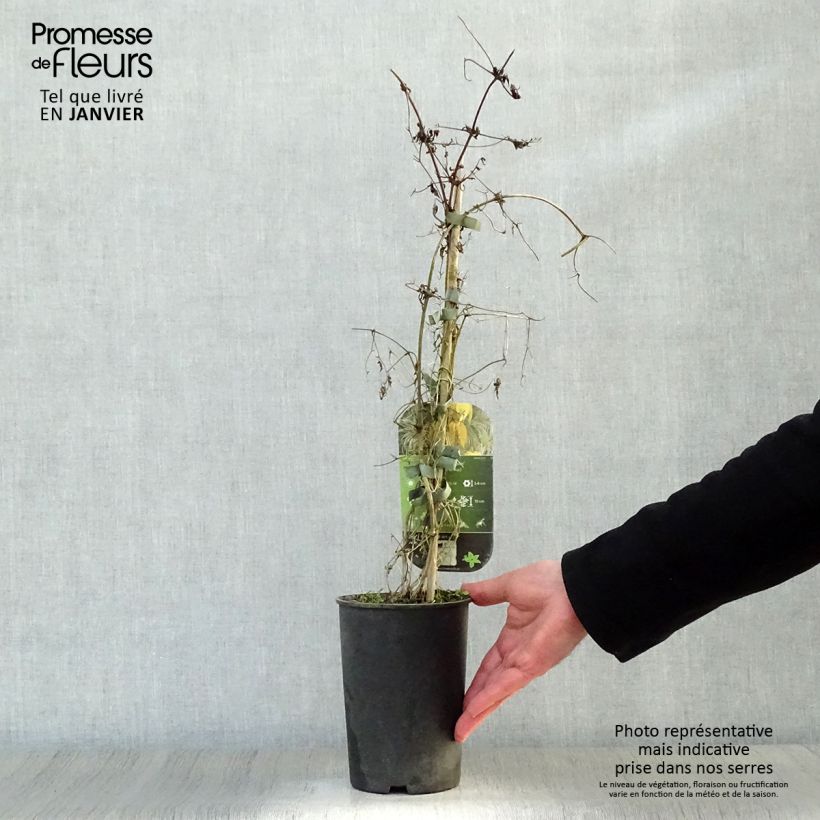 Amostra de Clématite - Clematis tangutica Aureolin  Vaso de 2 L/3 L tal como entregue no inverno