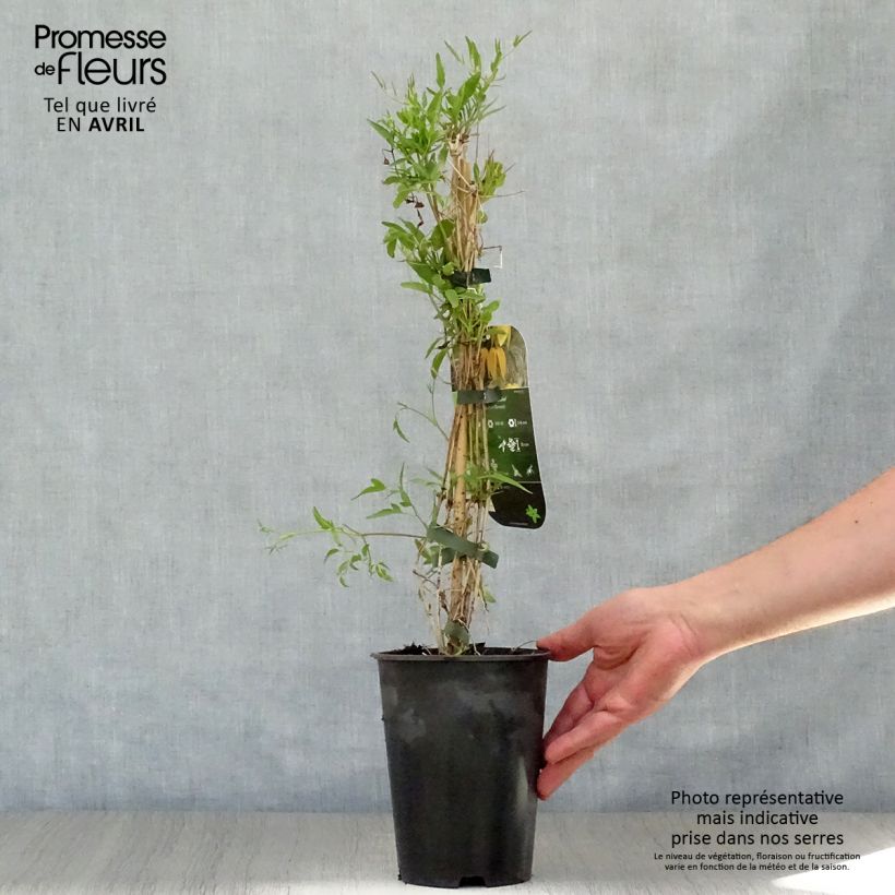 Amostra de Clematis tangutica Aureolin Vaso de 2 L/3 L tal como entregue na primavera