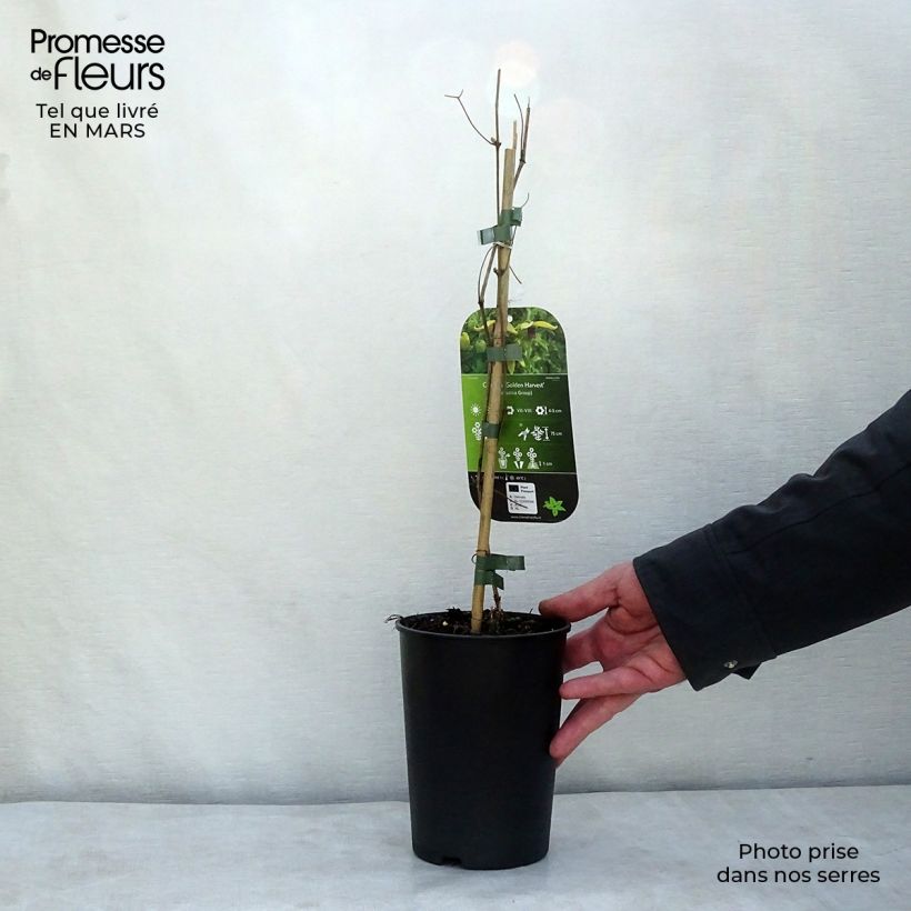 Amostra de Clématite - Clematis tangutica Golden Harvest Vaso de 2 L/3 L tal como entregue no inverno