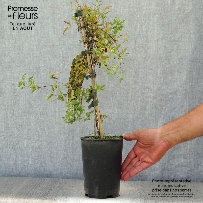 Amostra de Clematis tangutica Golden Harvest Vaso de 2 L/3 L tal como entregue no verão