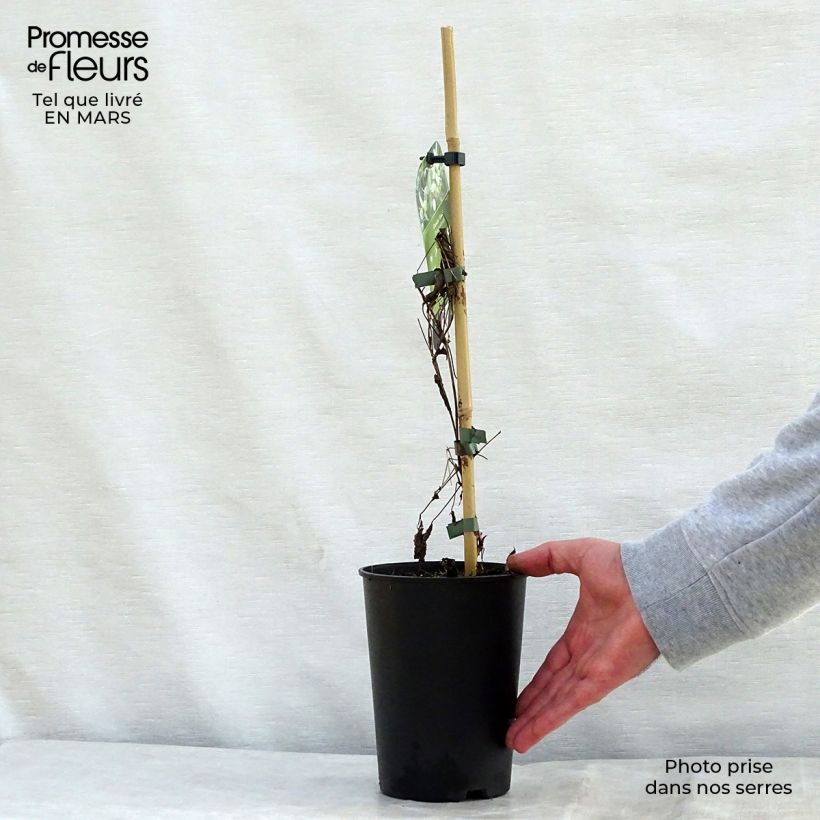 Amostra de Clematis tangutica Grace Vaso de 2 L/3 L tal como entregue na primavera