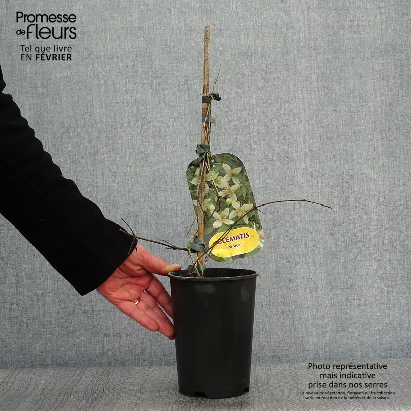 Amostra de Clématite - Clematis tangutica Grace Vaso de 2 L/3 L tal como entregue no inverno
