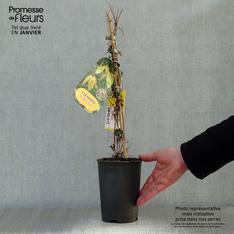 Amostra de Clematis tangutica Lambton Park Vaso de 2 L/3 L tal como entregue no inverno