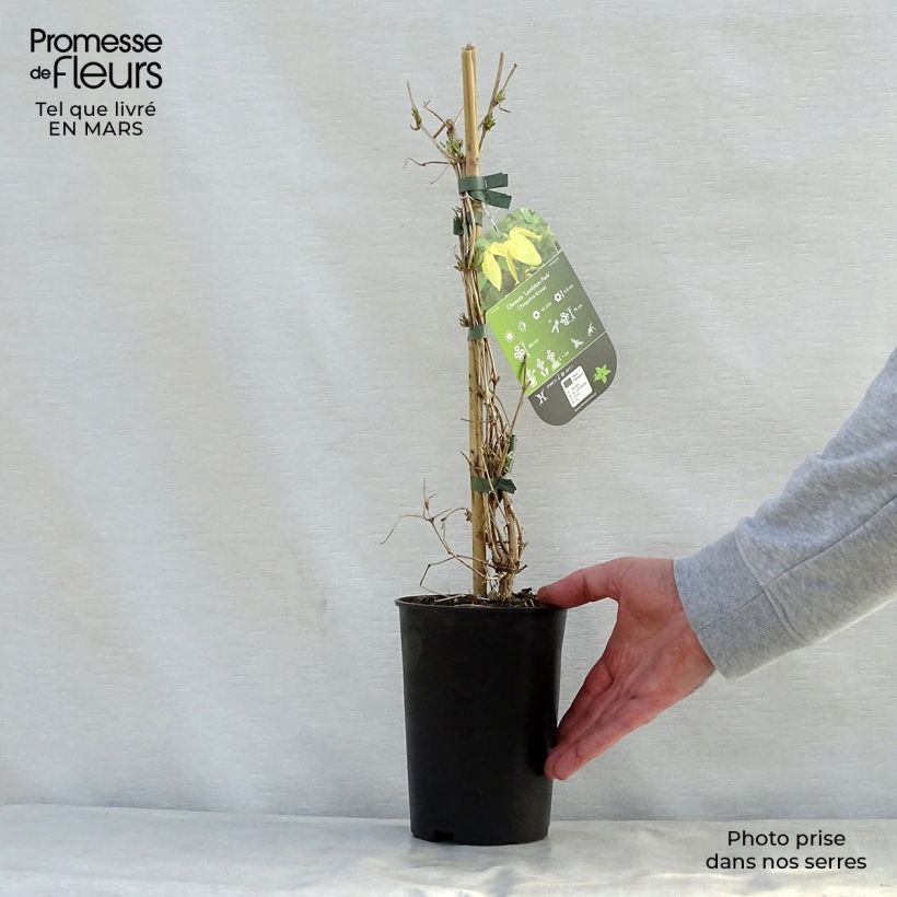 Amostra de Clematis tangutica Lambton Park Vaso de 2 L/3 L tal como entregue na primavera