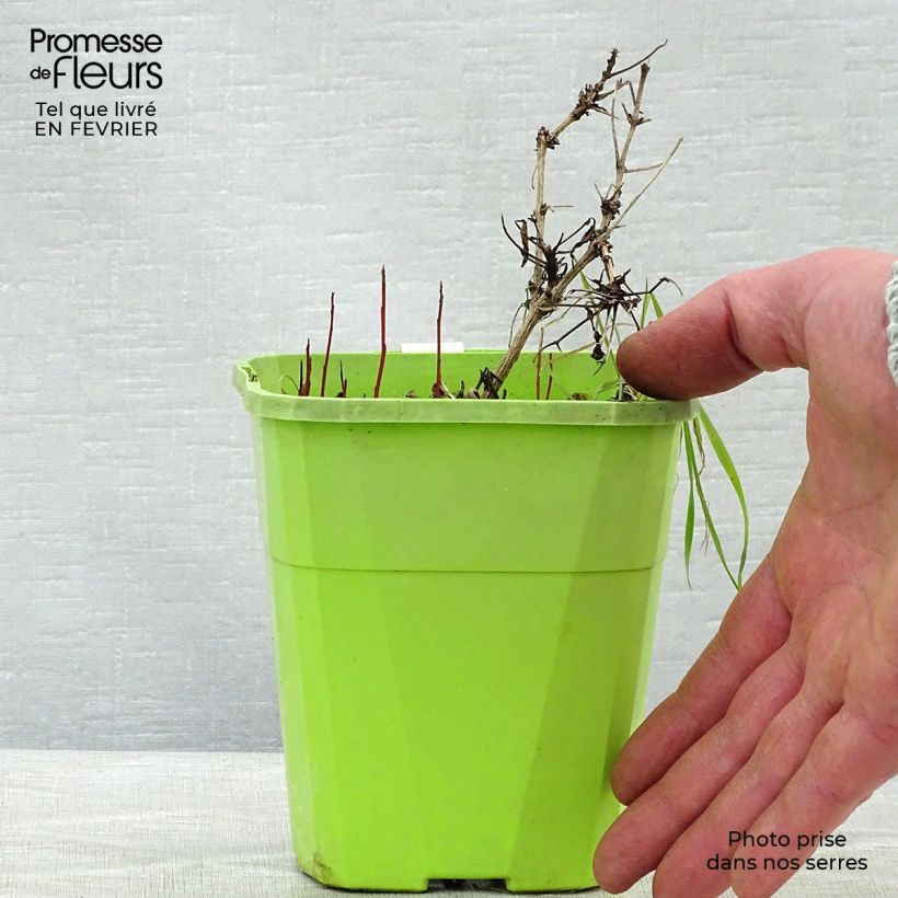 Amostra de Clématite - Clematis tangutica Little Lemons Vaso de 1 L/1,5 L tal como entregue no inverno