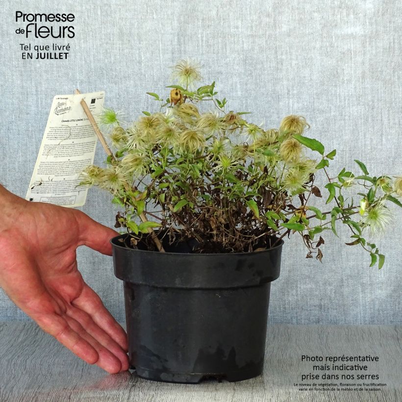 Amostra de Clematis tangutica Little Lemons Vaso de 2 L/3 L tal como entregue no verão