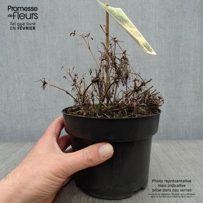 Amostra de Clématite - Clematis tangutica Little Lemons Vaso de 2 L/3 L tal como entregue no inverno