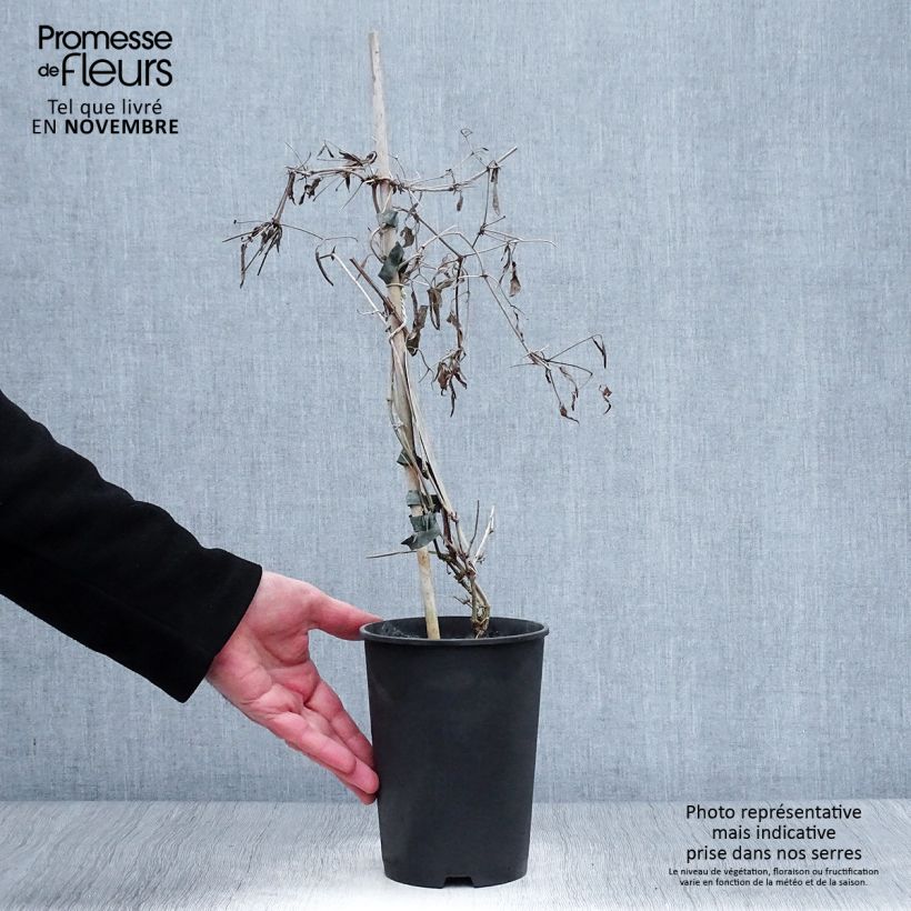 Amostra de Clematis tangutica My Angel - Clematite Vaso de 2 L/3 L tal como entregue no outono