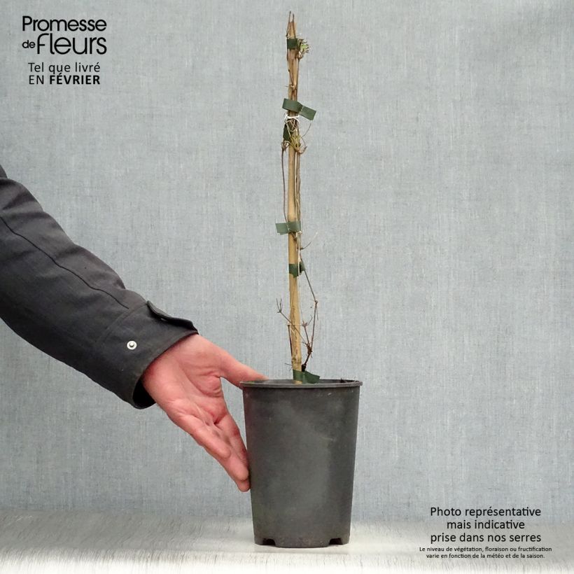 Amostra de Clématite - Clematis tangutica My Angel Vaso de 2 L/3 L tal como entregue no inverno