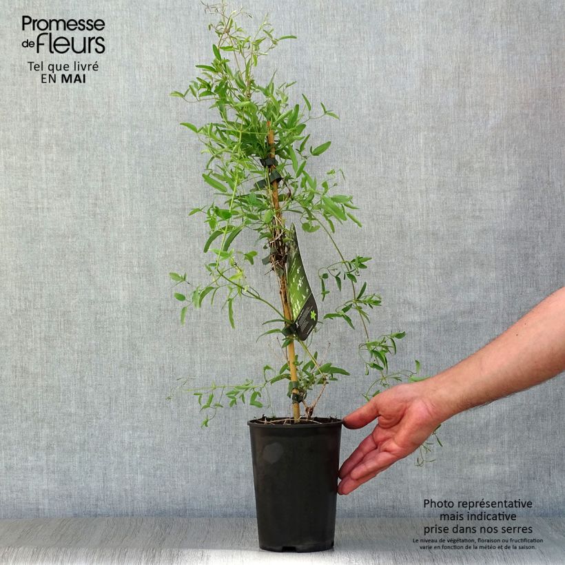 Amostra de Clematis tangutica My Angel Vaso de 2 L/3 L tal como entregue na primavera