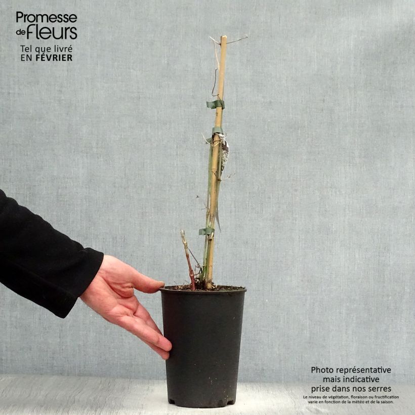 Amostra de Clematis terniflora Vaso de 2 L/3 L tal como entregue no inverno