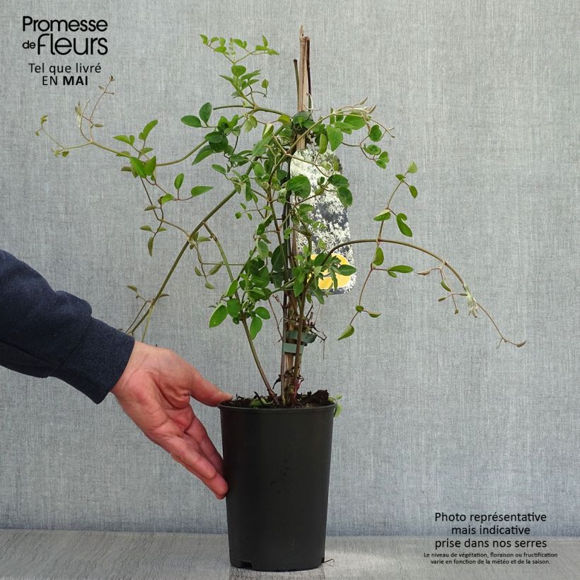 Amostra de Clematis terniflora Vaso de 2 L/3 L tal como entregue na primavera