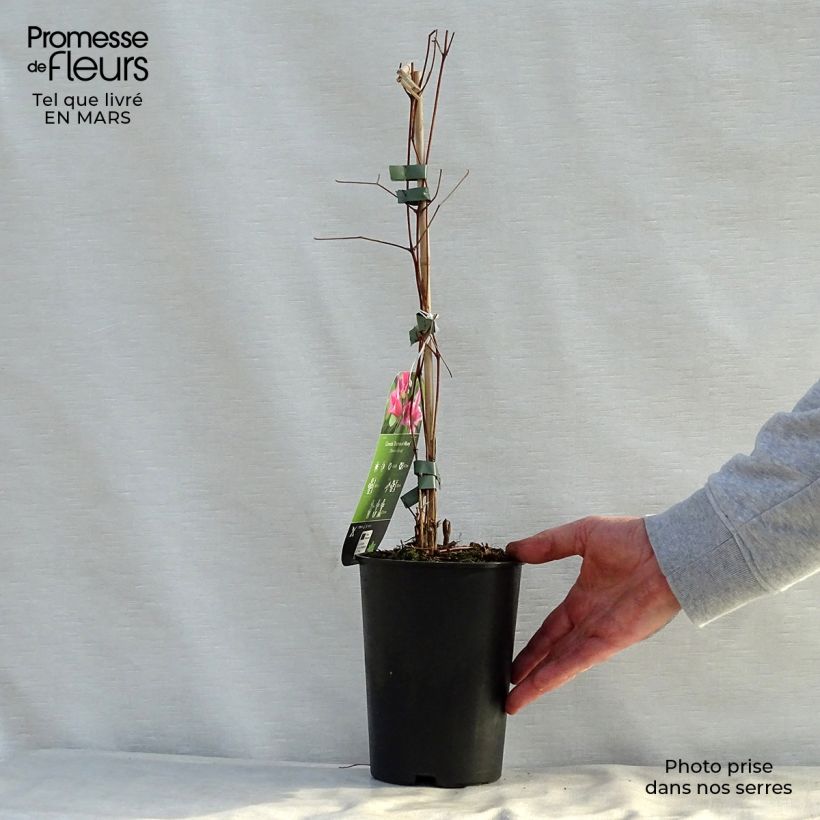 Amostra de Clematis texensis Duchess of Albany Vaso de 2 L/3 L tal como entregue na primavera