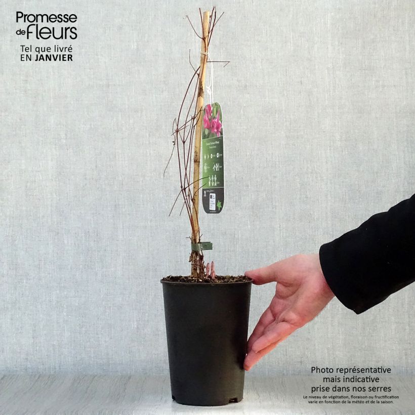 Amostra de Clématite - Clematis texensis Duchess of Albany Vaso de 2 L/3 L tal como entregue no inverno