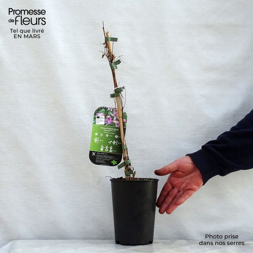 Amostra de Clematis texensis Mienie Belle Vaso de 2 L/3 L tal como entregue na primavera