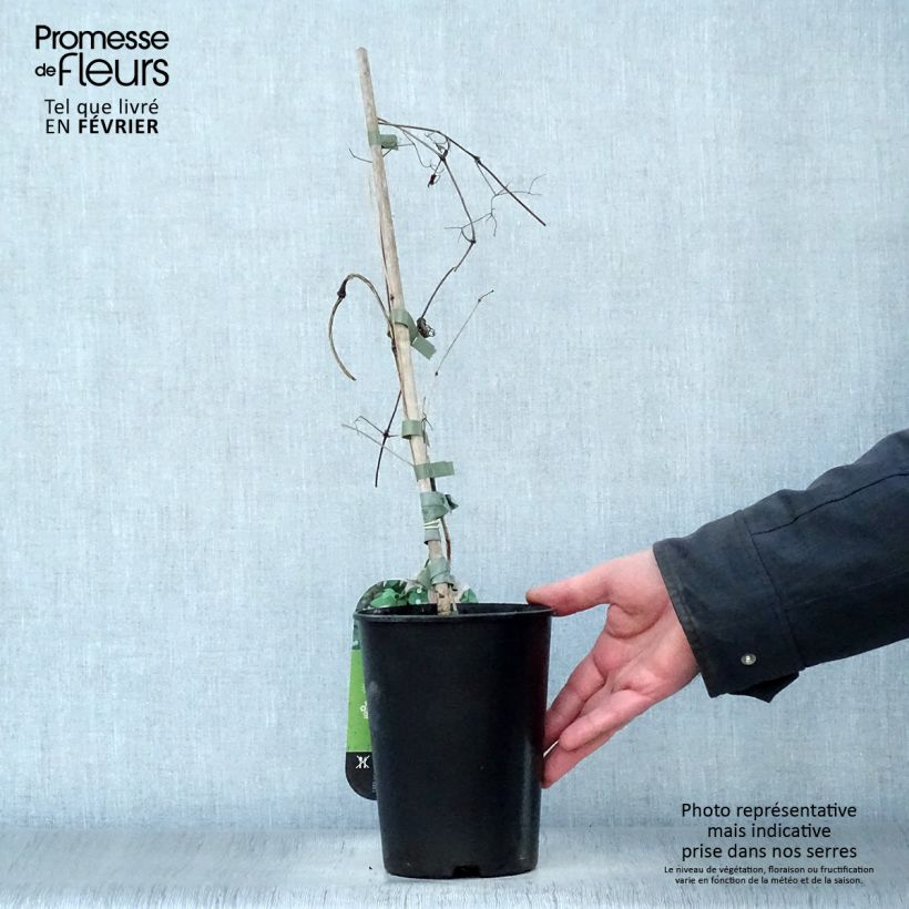 Amostra de Clématite - Clematis texensis Mienie Belle Vaso de 2 L/3 L tal como entregue no inverno